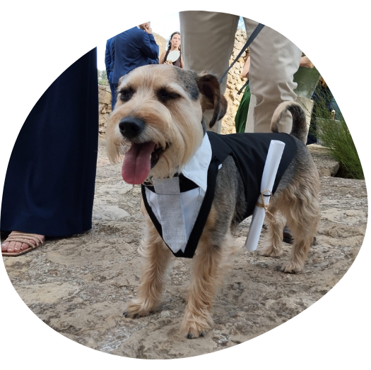 acompanamiento perros bodas