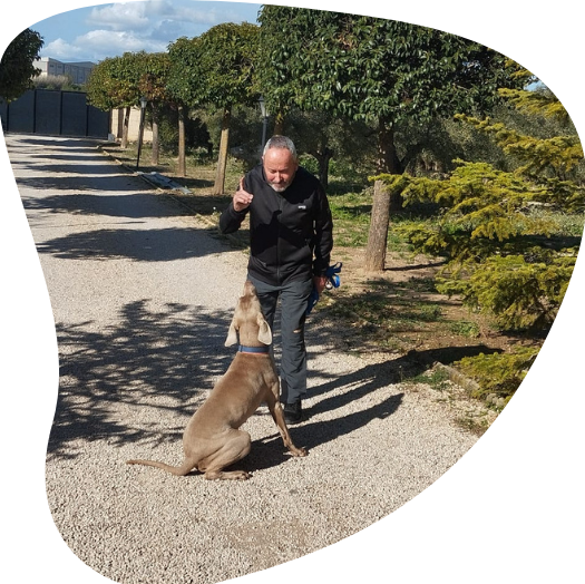 adiestrador canino a domicilio