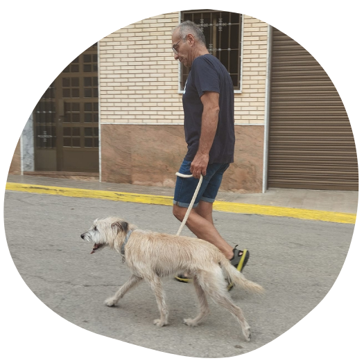 adiestrar perros en alicante
